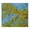 Wormwood Extract---- Artemisinin
