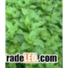 Peppermint Extract