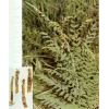 Lighiyellow Sophora Root Plant Extract. 98% Oxymatrine