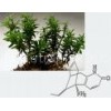 Huperzine Serrate Extract
