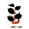Giant Knotweed Extract 98% Resveratrol