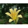 Galanthamine Hydrobromide 98%