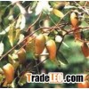 Griffonia simplicifolia Seed Extract 5-HTP
