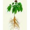 Ginseng Root Extract  Ginsenosides