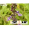 Coleus forskolin extracts Forskohlin