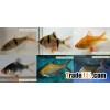 Tropical Fish Farm 2