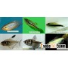 Troical fish farm 6