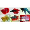 Tropical fish farm 8