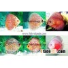 Discus fish farm 2