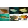 Tropical Fish Farm 4