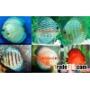 Discus fish farm