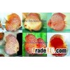 Discus Fish Farm 1