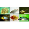 Tropical fish farm 12