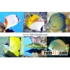 Marine Fish Farm