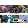 Coral Fish Farm 4