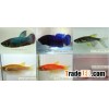 Tropical fish farm 9