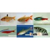 Tropical fish farm 7