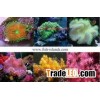 Coral Fish Farm 3