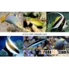 Marine Fish Farm 3