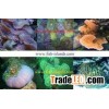 Coral fish farm