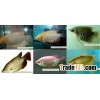 Tropical fish farm 5