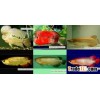 Arowana fish farm