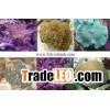 Coral Fish Farm 2
