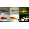 Tropical Fish Farm 1