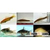 Tropical Fish Farm