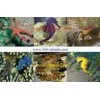 Invertebrate fish farm