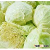 fresh cabbage