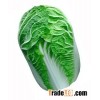 chinese cabbage