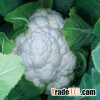 fresh white cauliflower