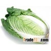 China High Quality Fresh Long Cabbage
