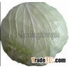 Fresh cabbage