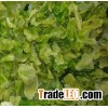 dehydrated cabbage