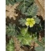 Tribulus Aquaticus