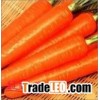 fresh carrot