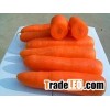 carrot