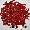 Byadgi Chilli
