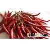 chilli with stem
