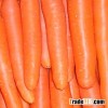 Fresh Carrots