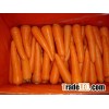 carrot