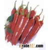 fresh chilli