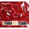 Chilli pepper