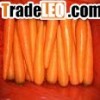 carrot