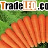 CARROT