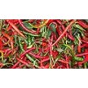 **Fresh chilli origin Vietnam