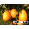 Navel Orange