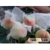 sichuan peach